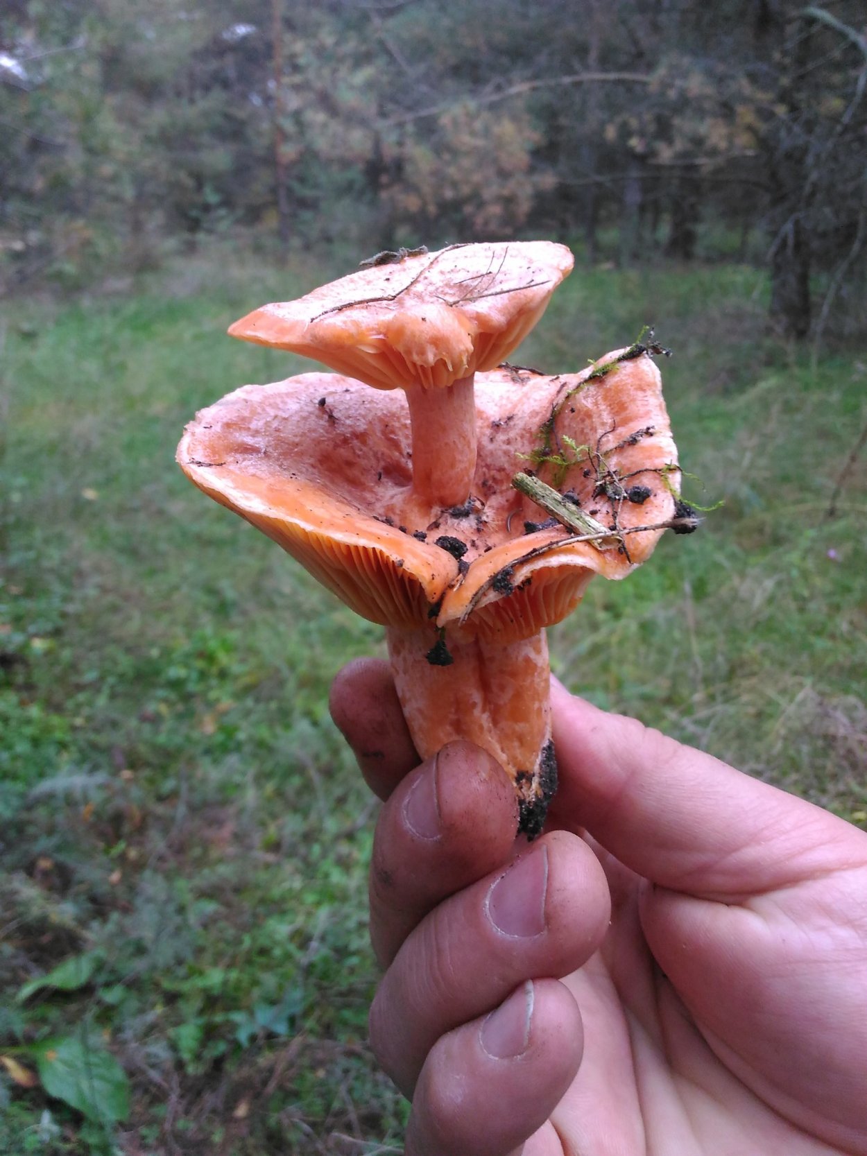 Лисичка от Рыжика