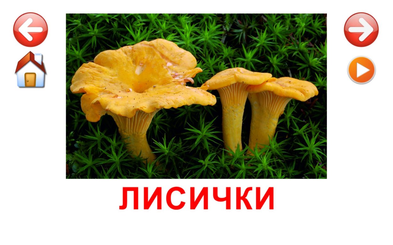 Волнушка шляпка снизу