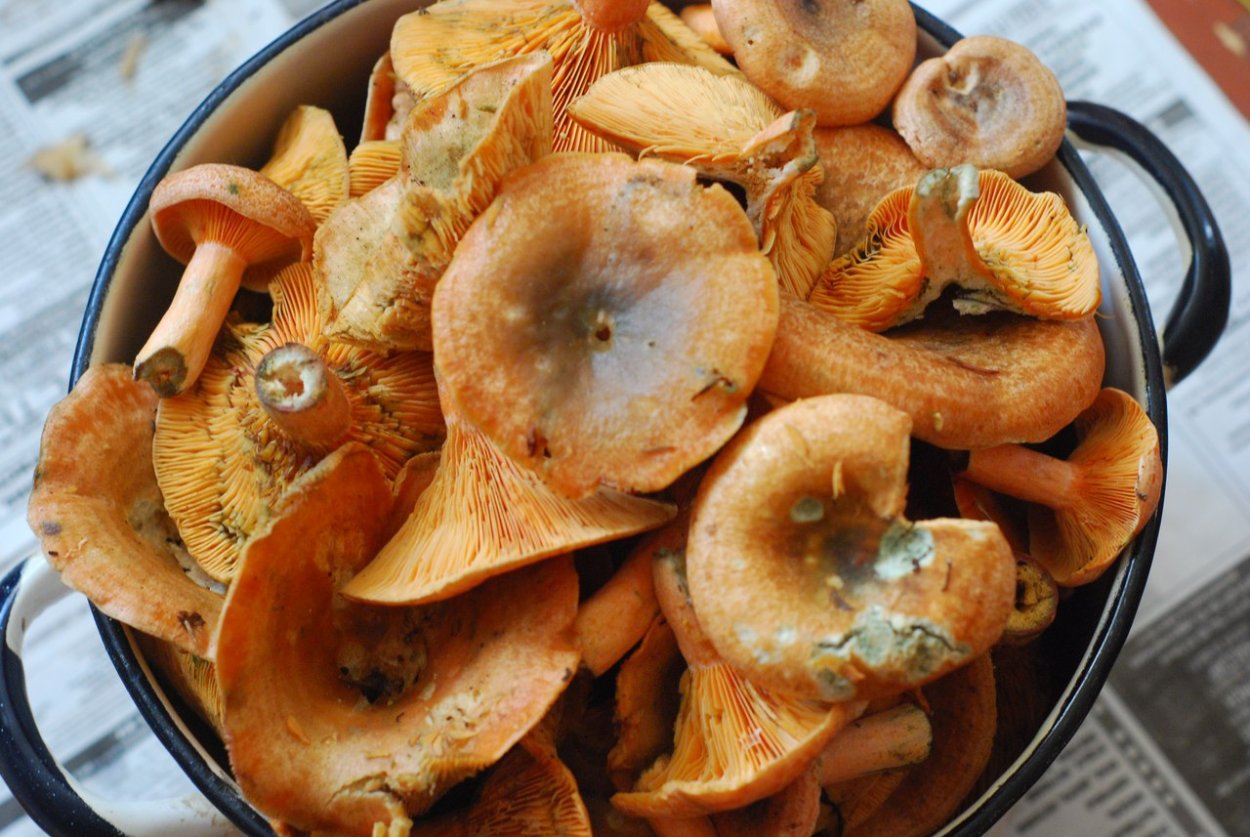 Рыжик еловый (Lactarius deterrimus)