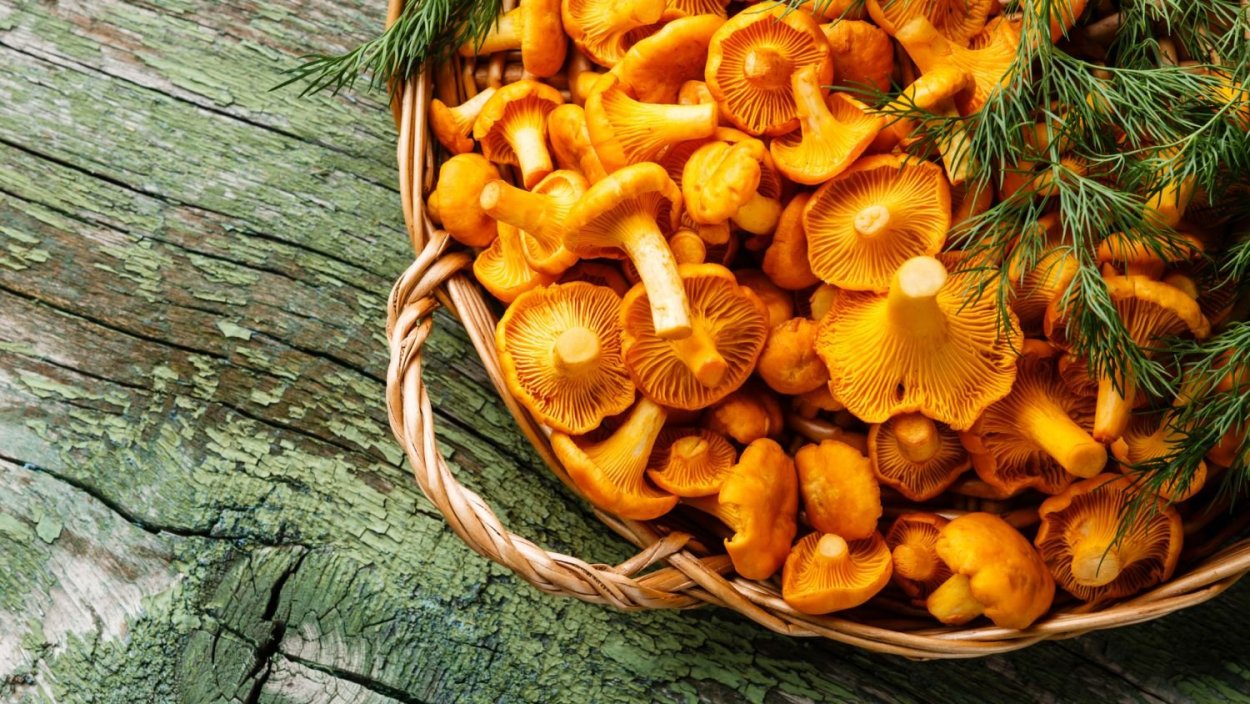 Лисички грибы красиво стол