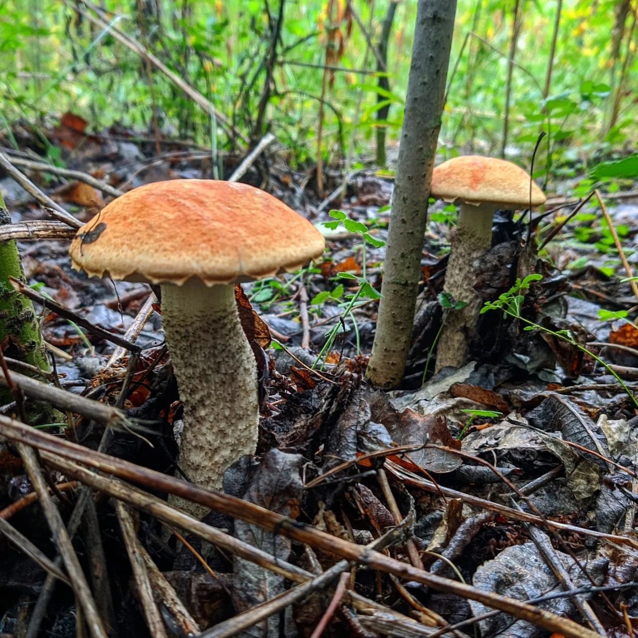 Рыжик Сосновый/Боровой (Lactarius deliciosus);