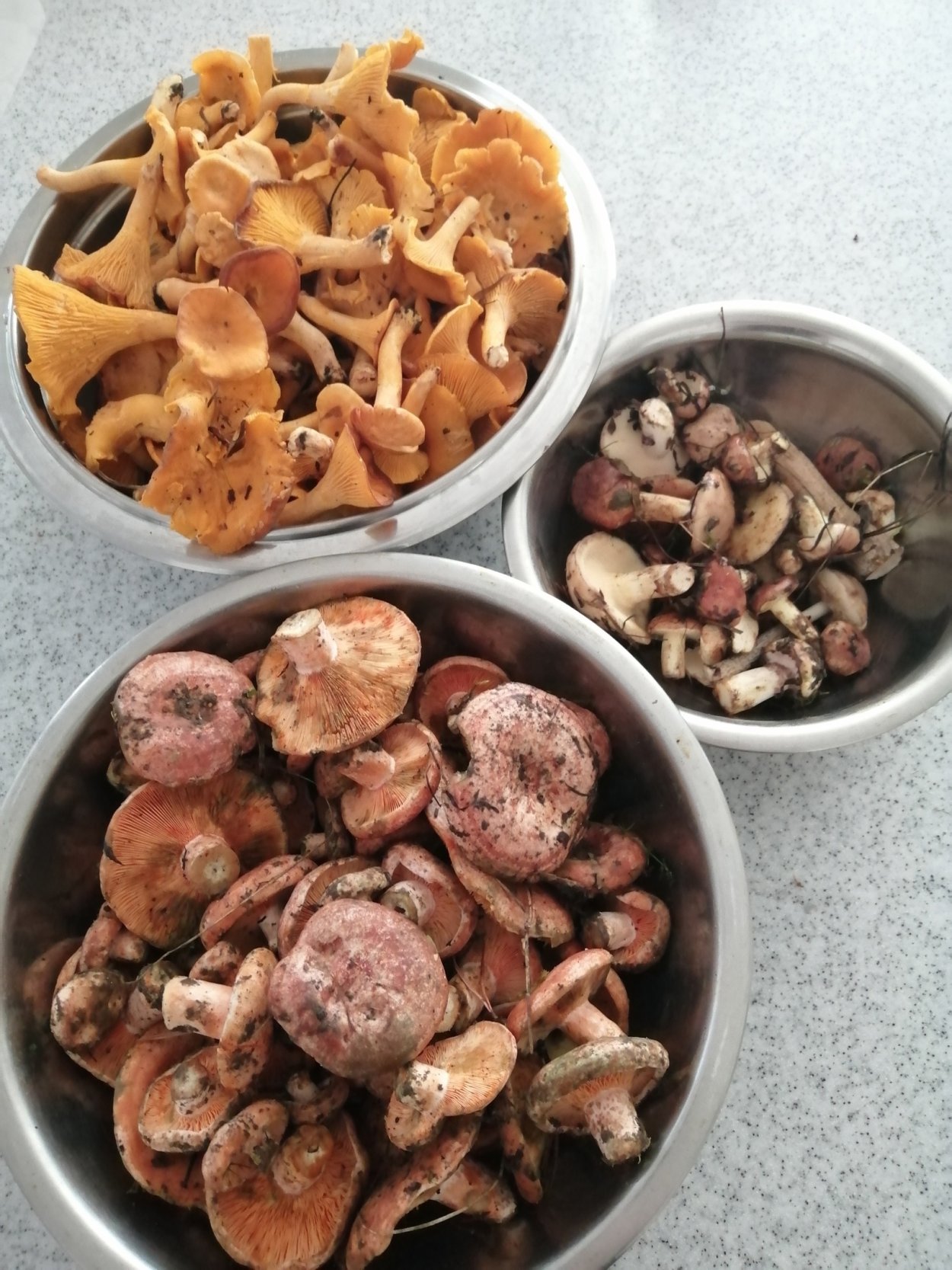 Грибы грузди рыжики