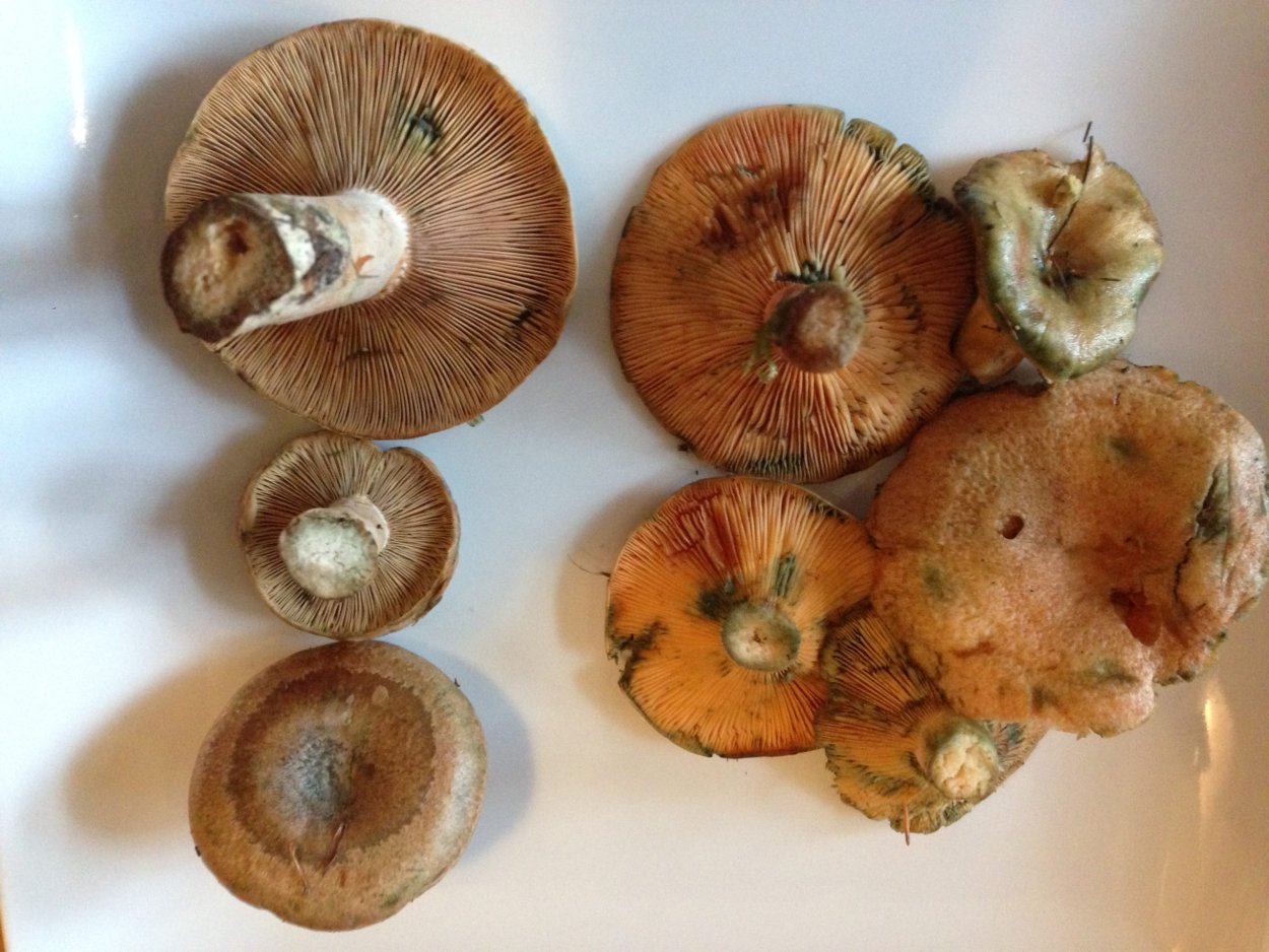 Рыжики в корзине