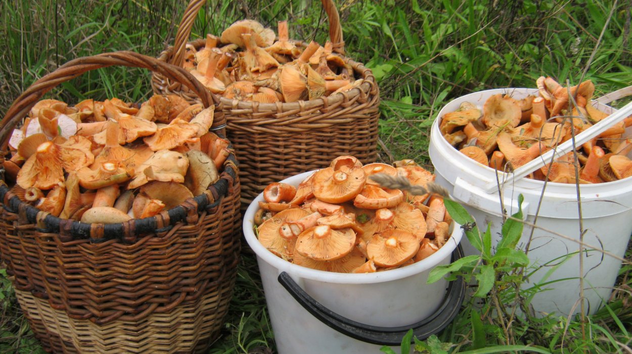 Поляна рыжиков