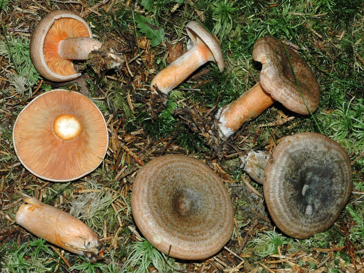 Загадка про гриб Лисичка