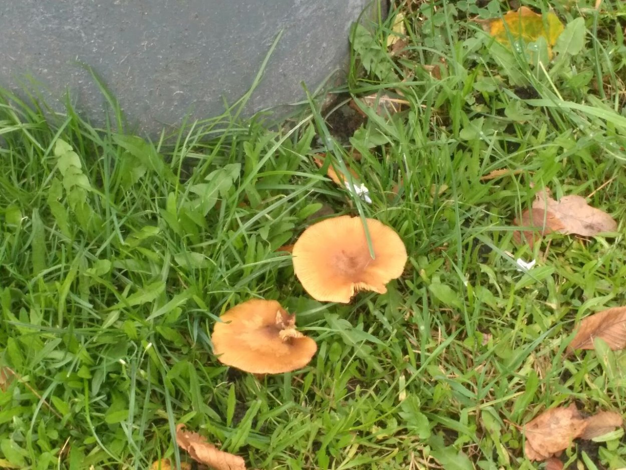 Лисичка желтая (Cantharellus cibarius)