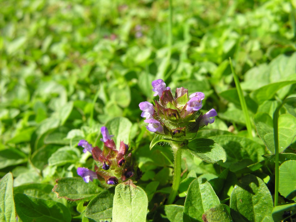 Сорняк бурьян