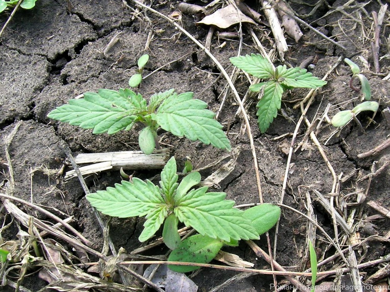 Пикульник всходы