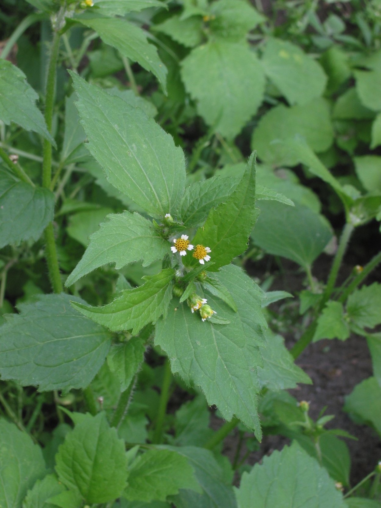 Галинсога американка