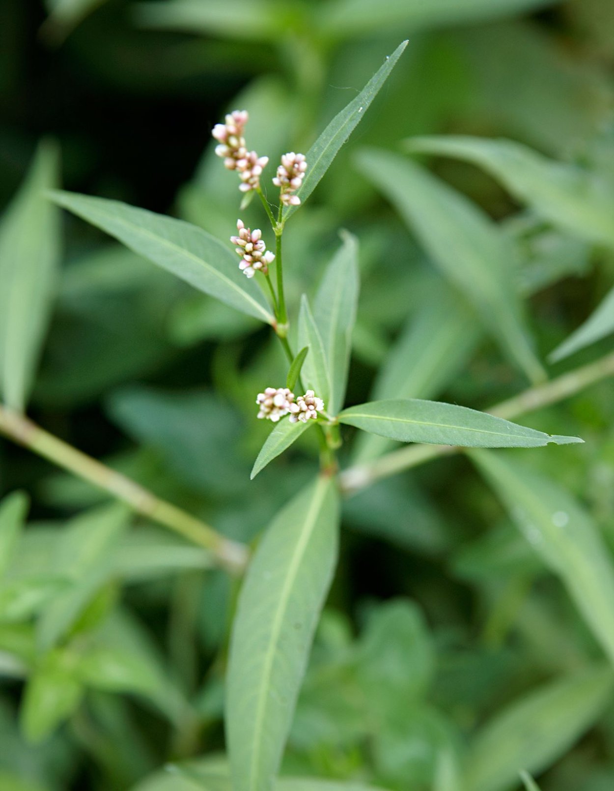 Горец перечный