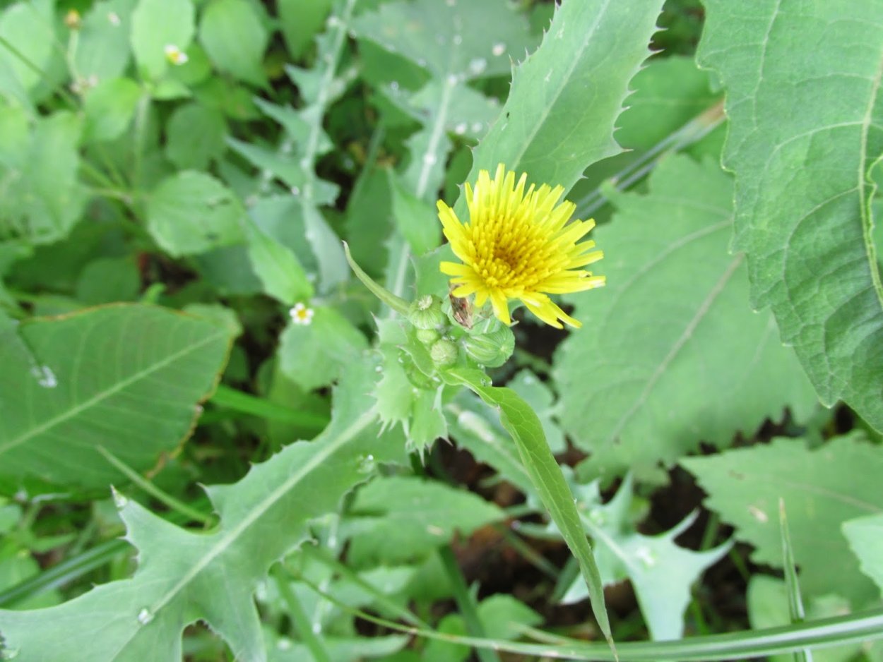 Курмак сорняк