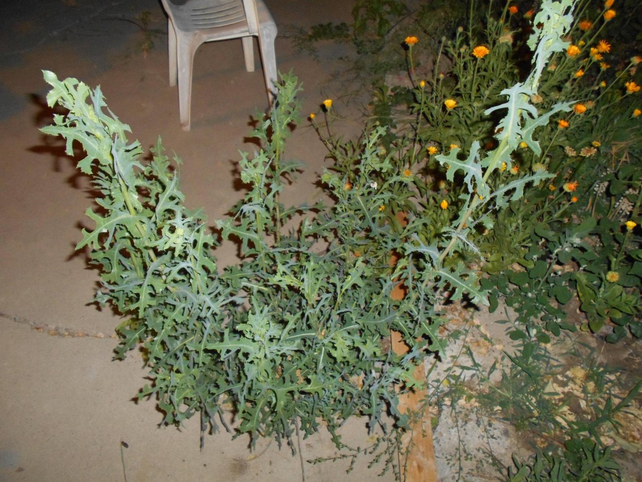 Колючий кустарник сорняк