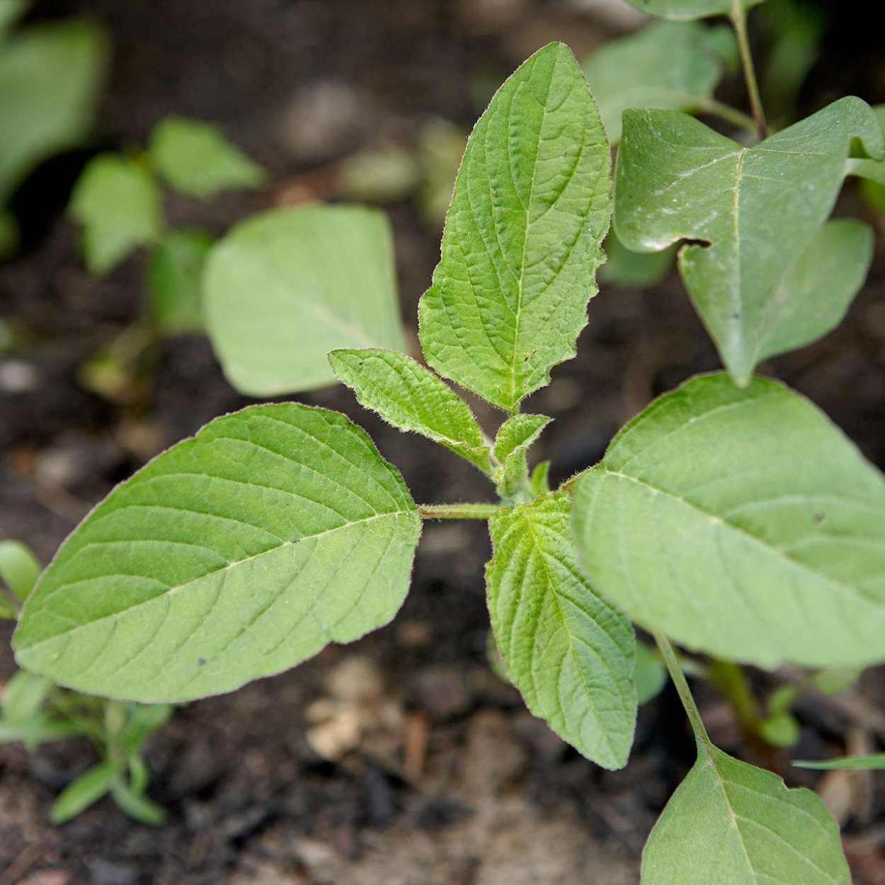 Жирновник сорняк