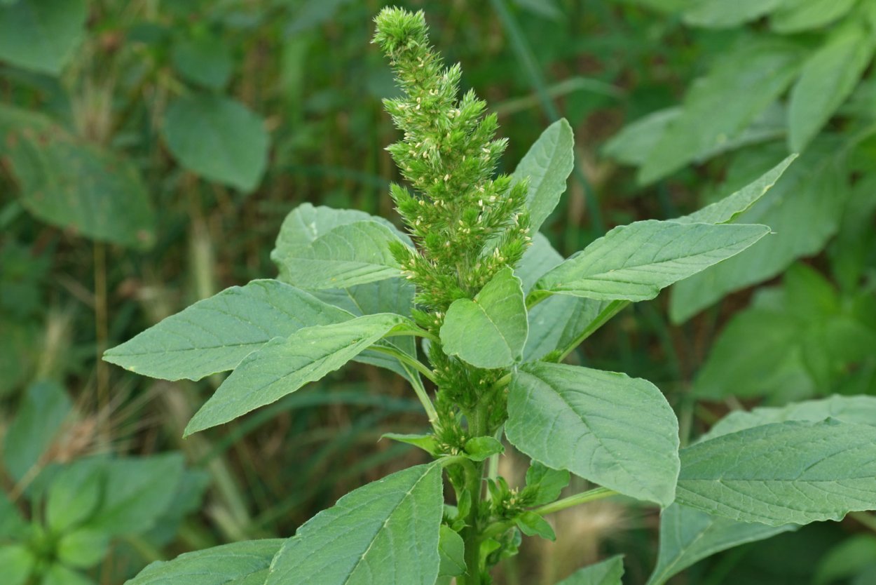 Щирица запрокинутая Amaranthus retroflexus