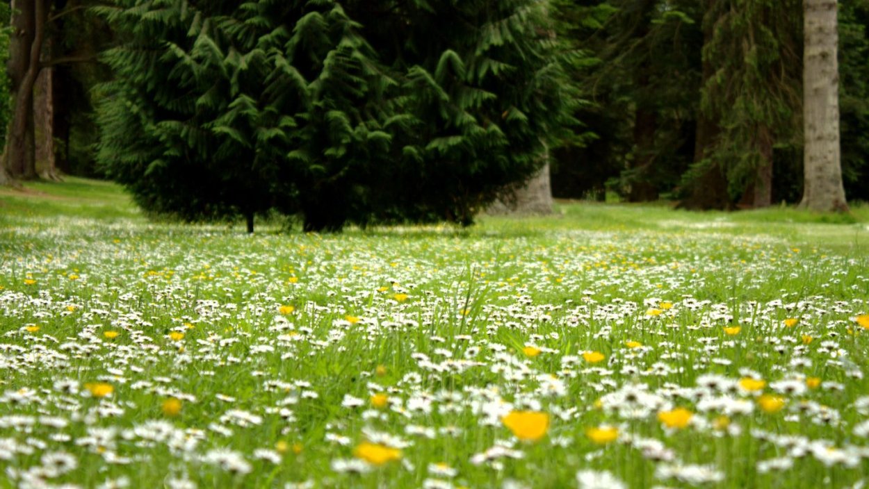 Лужайка с цветами