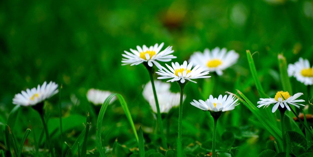 Ромашки зелень