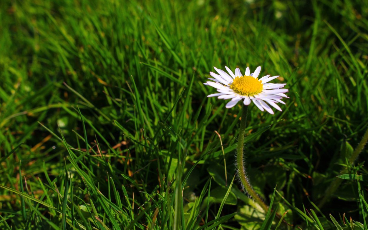 Зеленая трава с ромашками