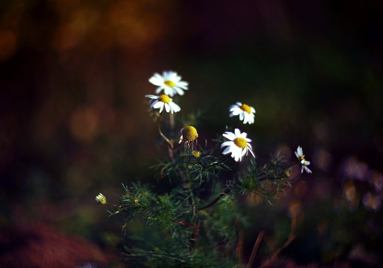 Полевые цветы на темном фоне