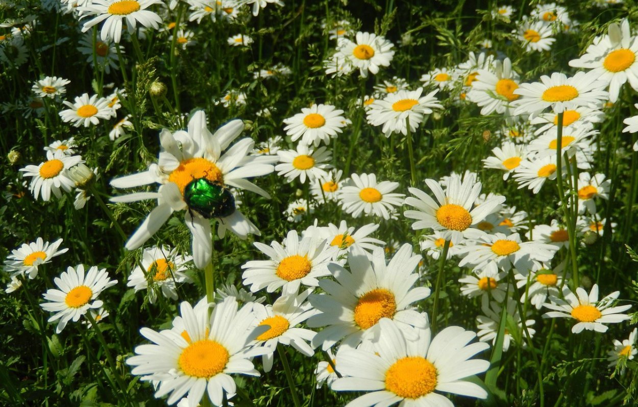 Обои на рабочий стол ромашки