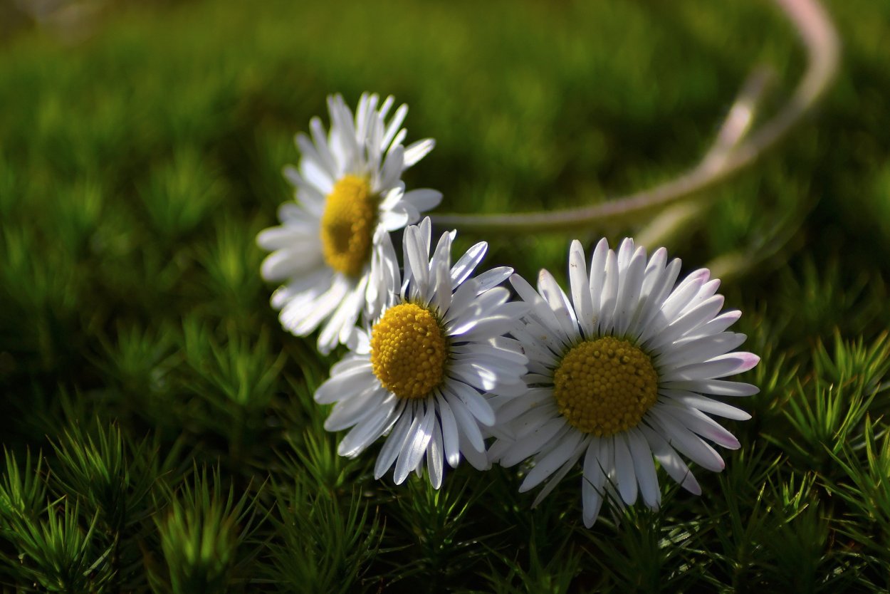 Обои на рабочий стол ромашки красивые