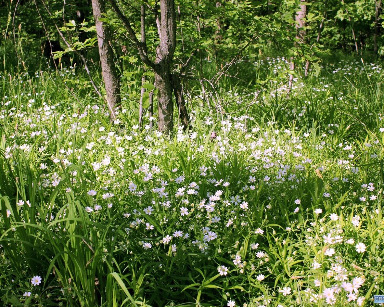 Ромашка которая растет в лесу