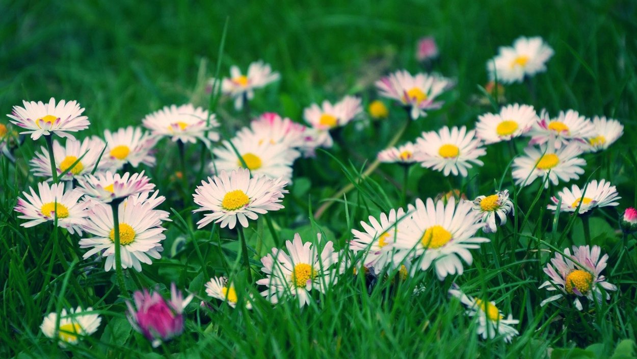 Полевые цветы маргаритки