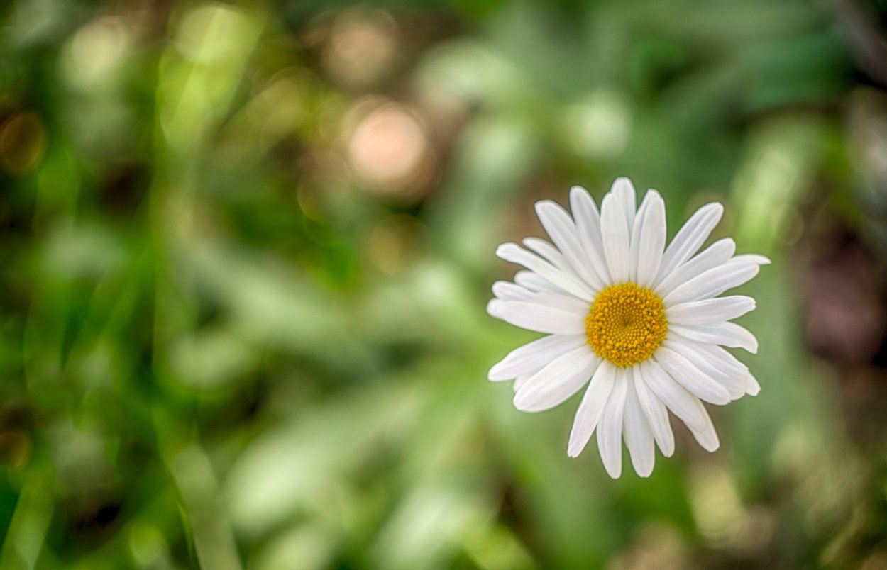 Цветок Ромашка макро