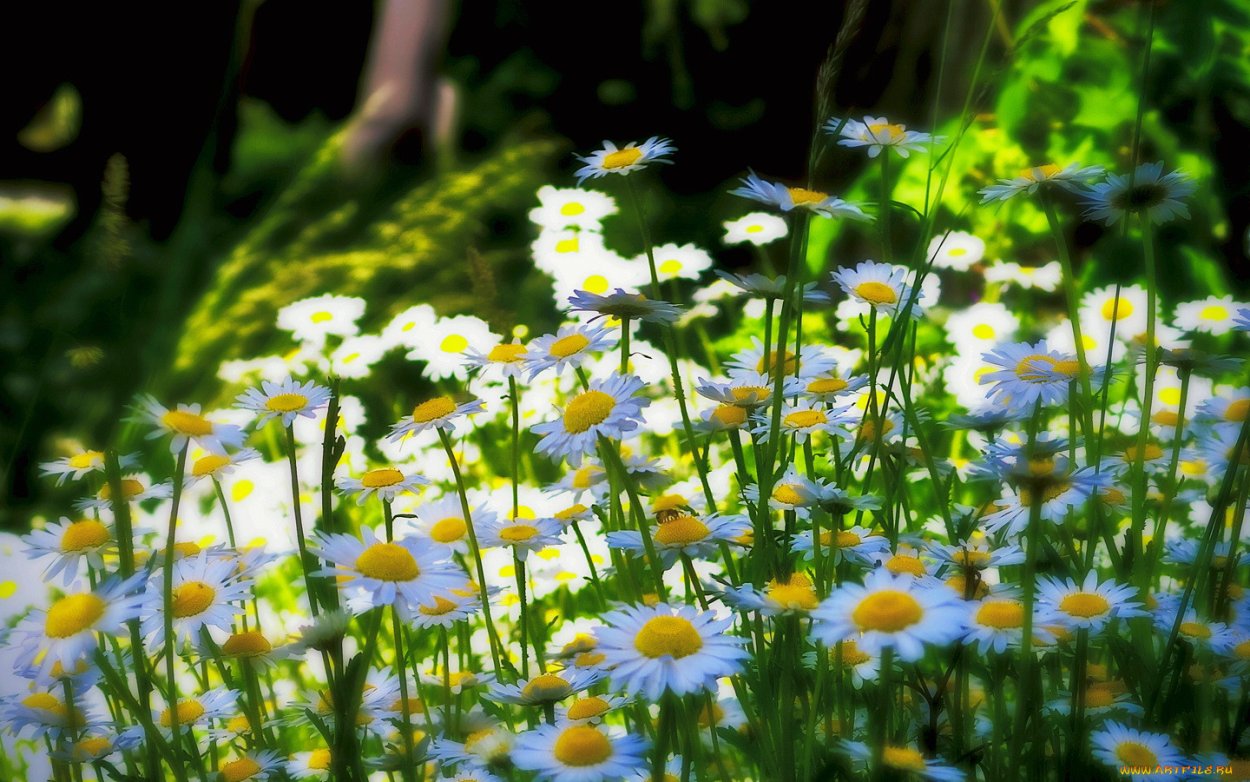 Ромашки в лесу