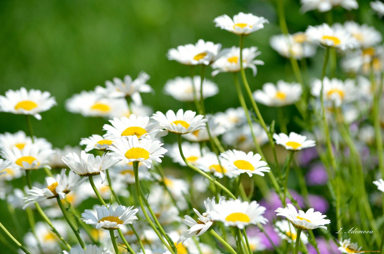 Обои ромашки на телефон ромашки букетом