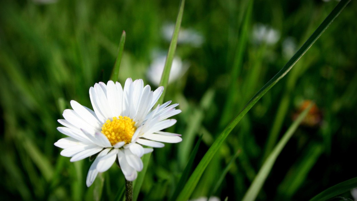 Лето ромашки