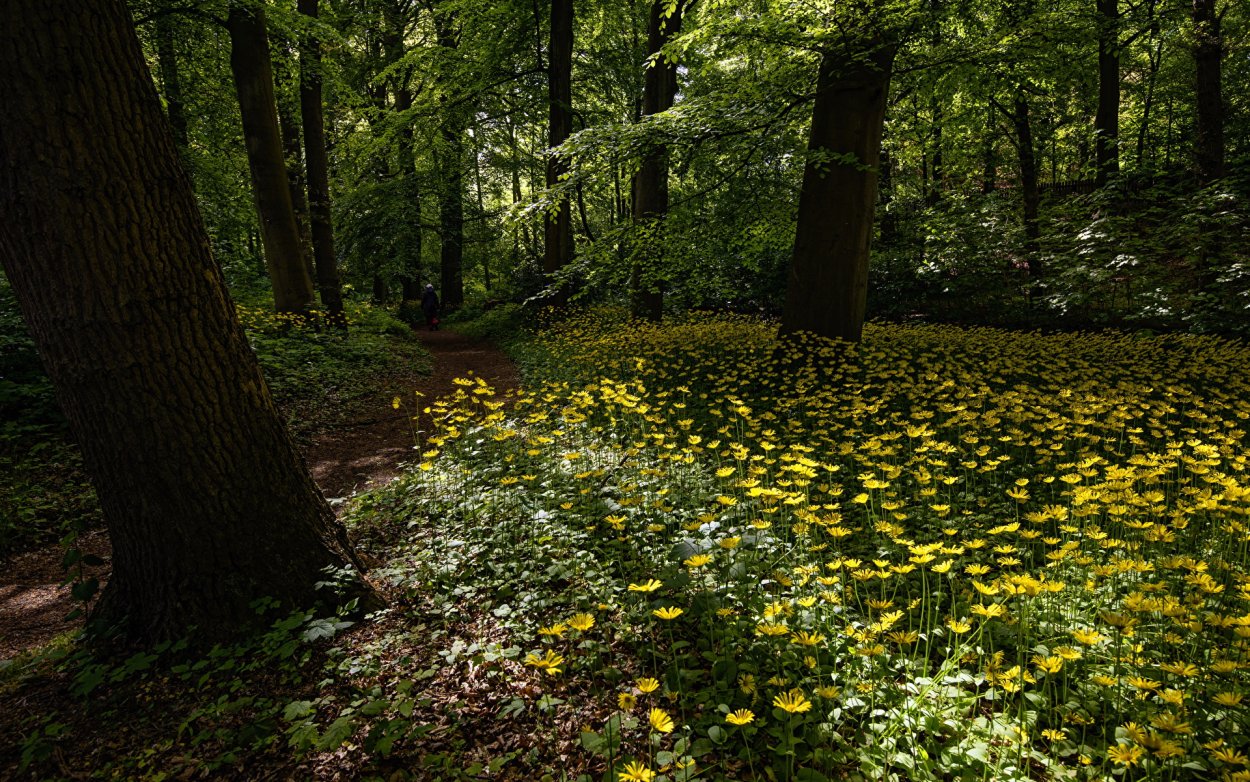 Майский лес