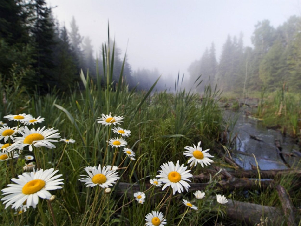 Ромашки в лесу