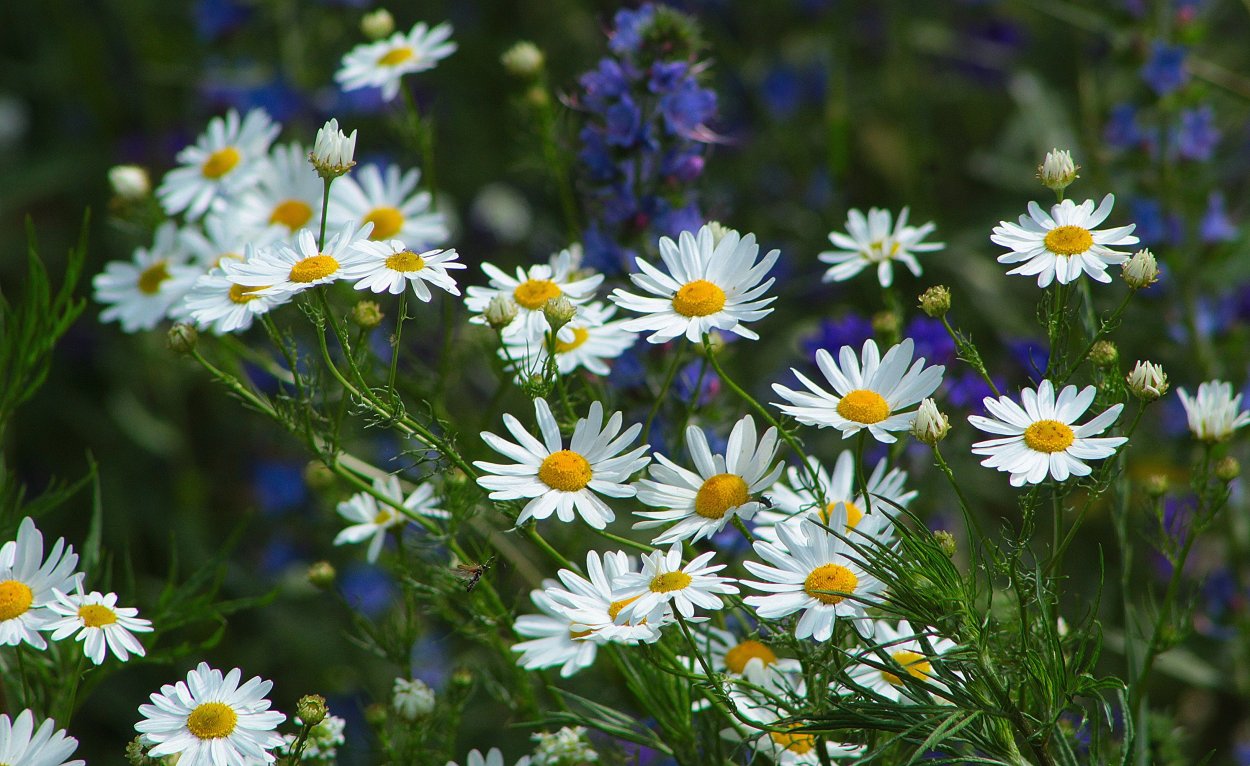 Летние цветы ромашки