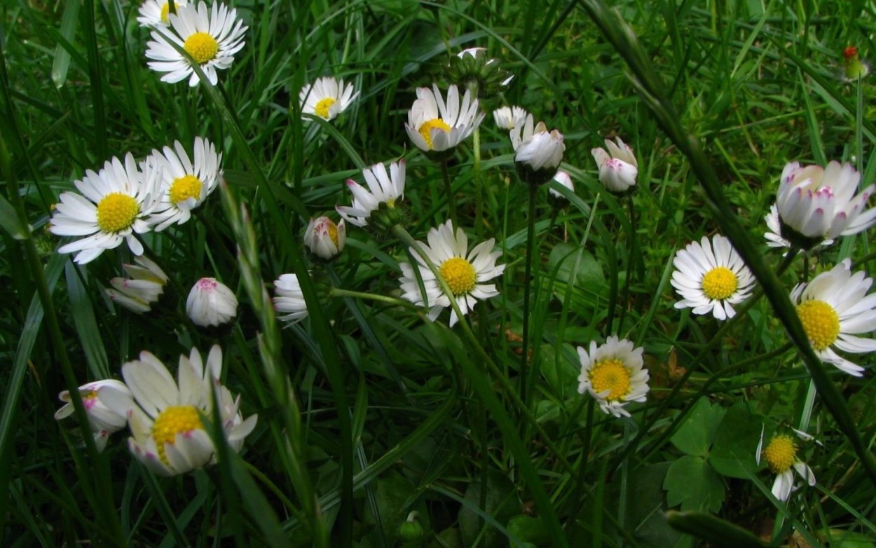 Маргаритка Лесная