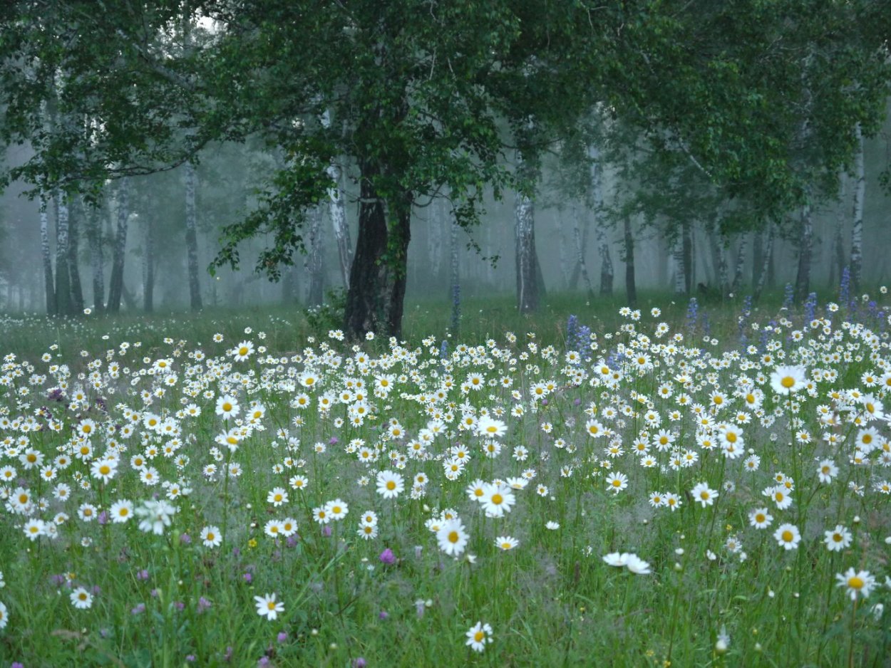 Полянка с ромашками