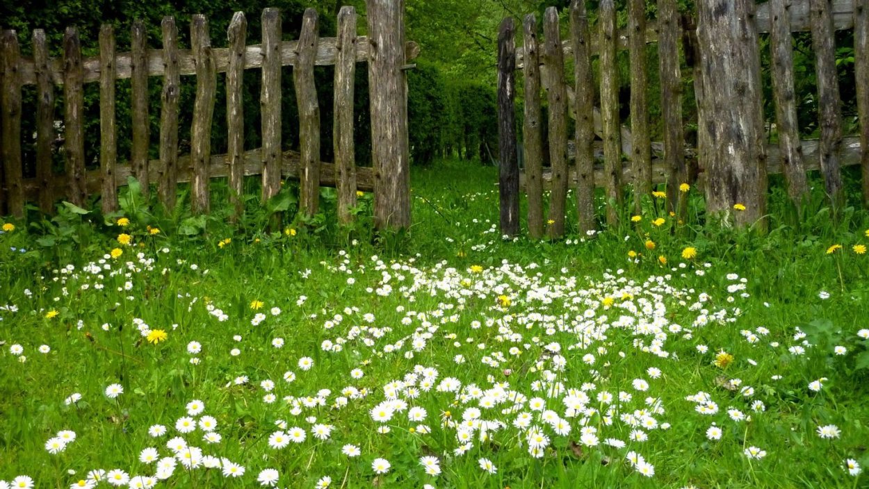 Трава газонная мавританский газон Маргаритка