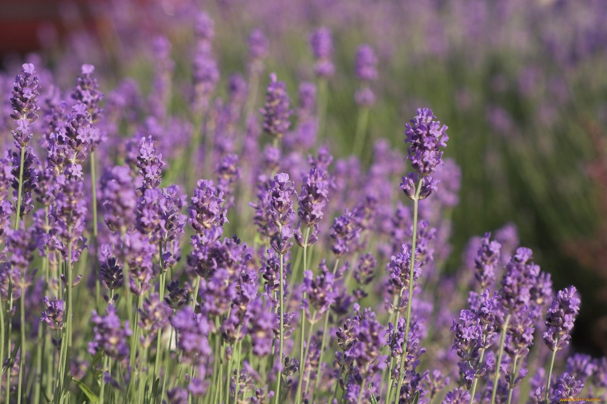 Рапс полевой сиреневый