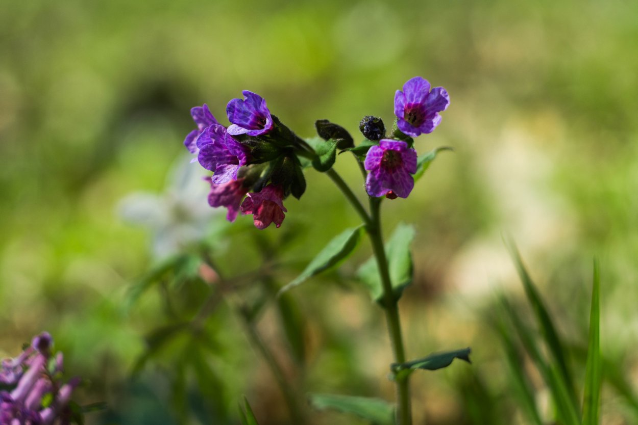 Василёк чертополох цветок