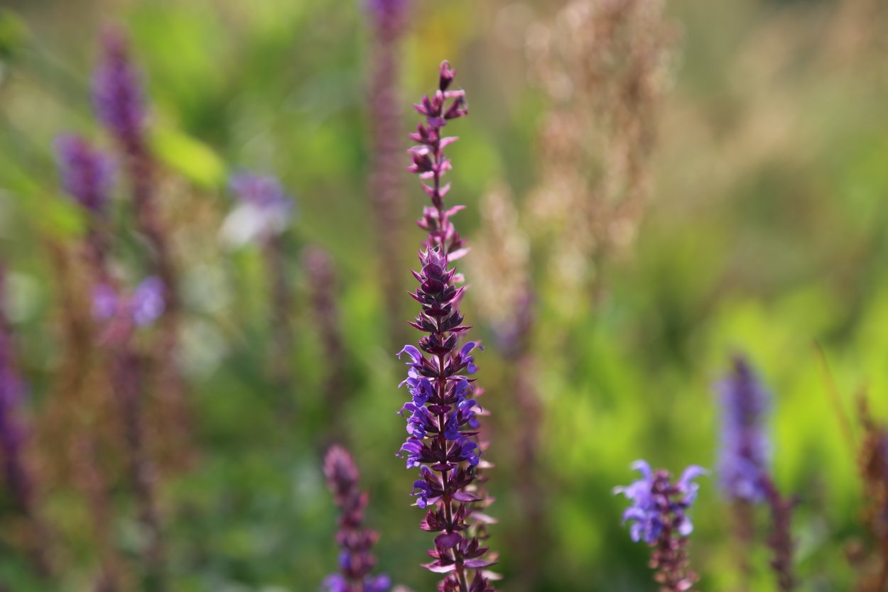 Лаванда (Lavandula)
