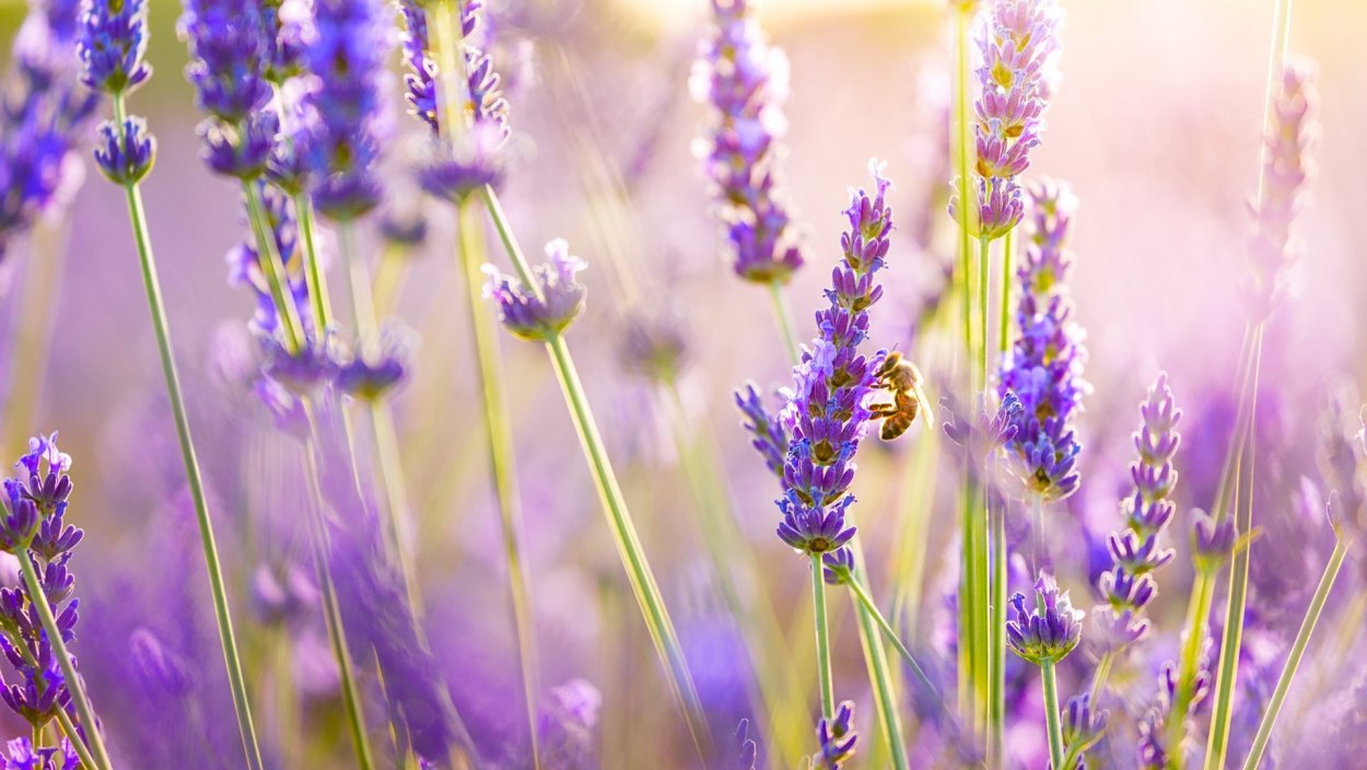 Лаванда шалфей чабрец