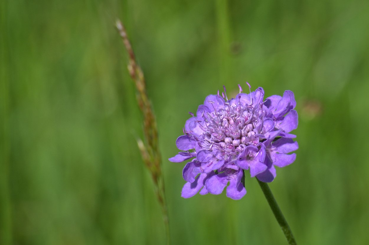 Уайлдфлауэр, фиолетовый Луговой