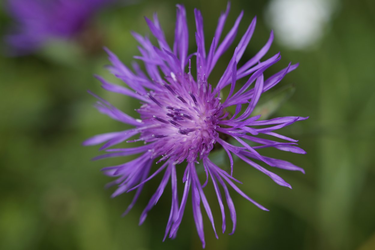 Фиолетовый луговой цветок