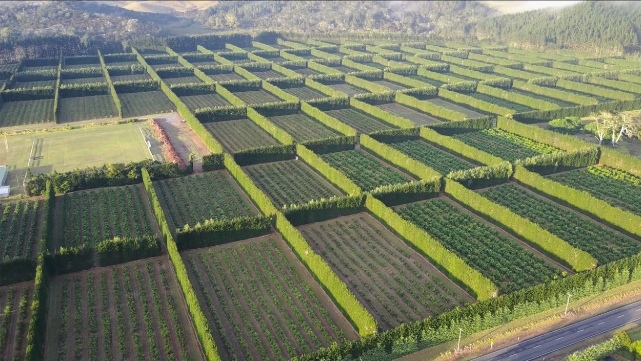 Садозащитные насаждения