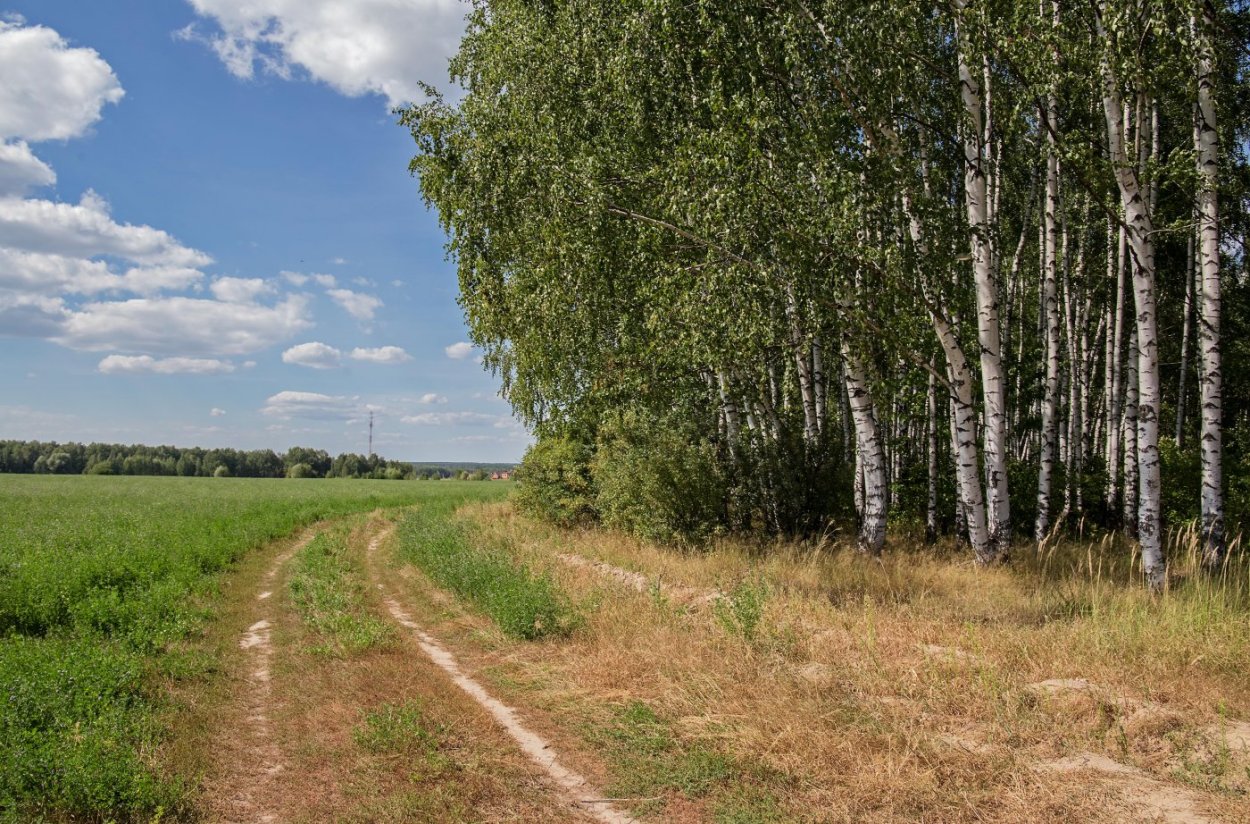 Полезащитные Лесные полосы