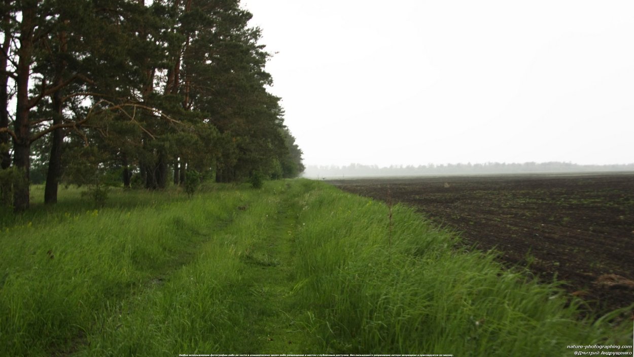 Лесополоса, насаждения, Лесной массив