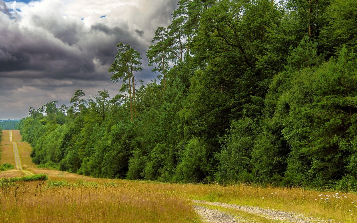Опушка леса на окраине города