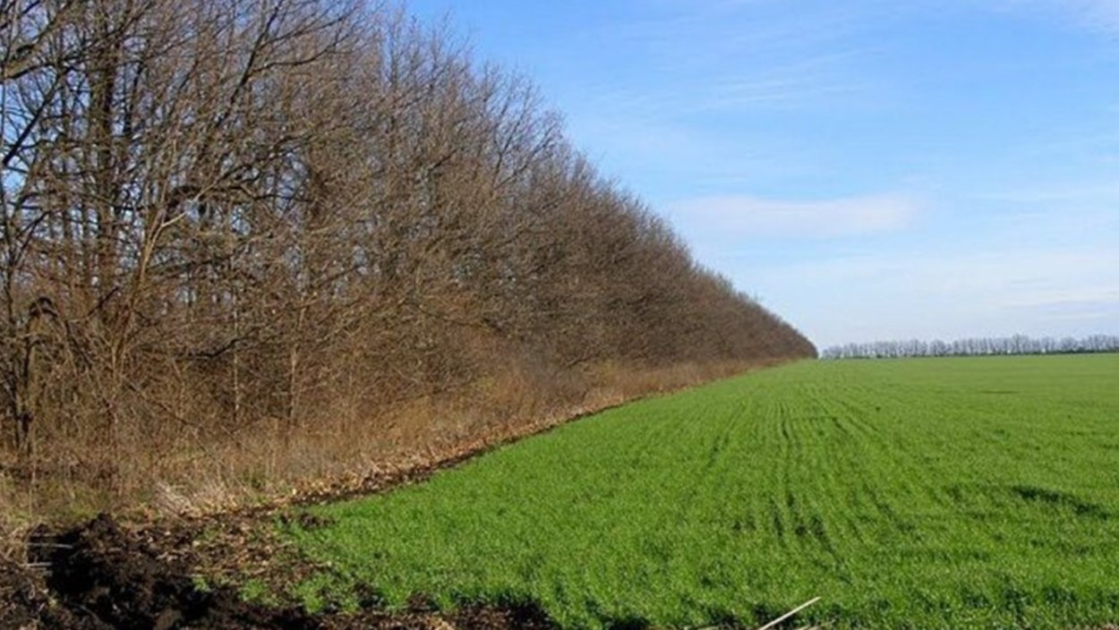 Зеленые насаждения