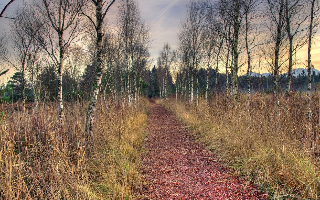 Трава поздней осенью