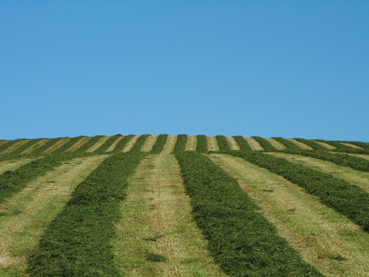 Пастбищезащитная агролесомелиорация