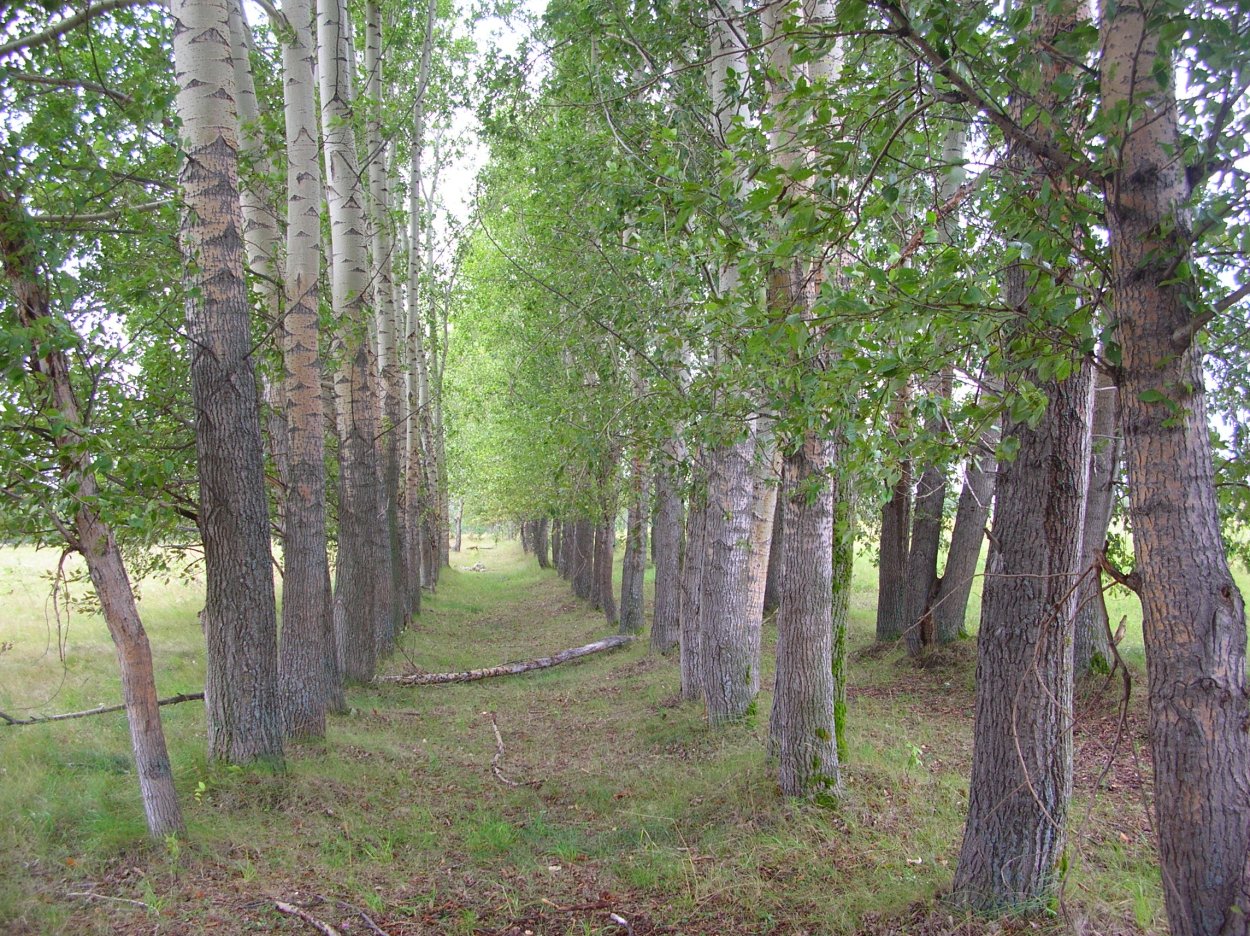 Защитные Лесные насаждения